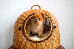 Ein Hundekorb aus Rattan mit Tragegriff (depositphotos.com)