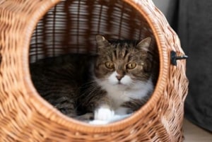 Ein praktischer Katzenkorb aus Rattan (depositphotos.com)