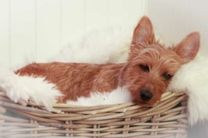 Rattan Hundesofa (depositphotos.com)