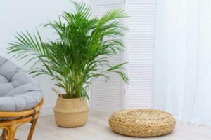 Bodenkissen aus Rattan (depositphotos.com) Bodenkissen aus Rattan (depositphotos.com)