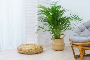 Rattan Pflanzkorb Blumenkorb und Rattan Kissen Hocker als Deko für den Wohnraum (depositphotos.com)